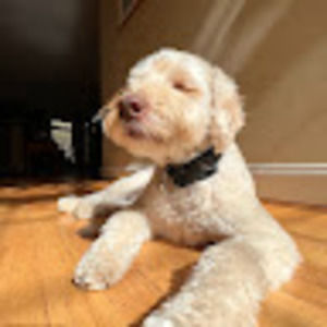 Meet your Posher, Abigail